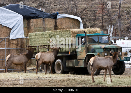 Rocky Mountain elk seguire un carrello di alimentazione a Oak Creek Wildlife Area vicino Naches, Washington. Foto Stock