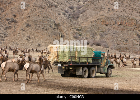 Rocky Mountain elk seguire un carrello di alimentazione a Oak Creek Wildlife Area vicino Naches, Washington. Foto Stock