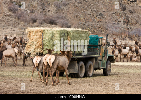 Rocky Mountain elk seguire un carrello di alimentazione a Oak Creek Wildlife Area vicino Naches, Washington. Foto Stock