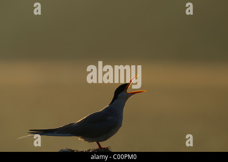 Retro-illuminato immagine di un fiume Tern (sterna aurantia) la chiamata Foto Stock