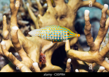 Longnose filefish (Oxymonacanthus longirostris). Mare delle Andamane, Thailandia. Foto Stock