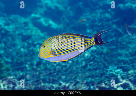 Striping (surgeonfish Acanthurus lineatus). Mare delle Andamane, Thailandia. (Acquisizione digitale). Foto Stock