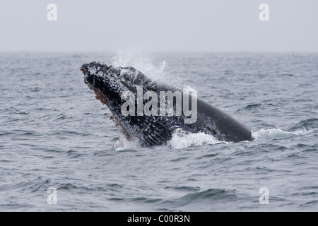 Humpback Whale (Megaptera novaeangliae) sfondamento di vitello. Monterey, California, Oceano Pacifico. Foto Stock