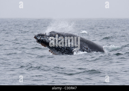 Humpback Whale (Megaptera novaeangliae) sfondamento di vitello. Monterey, California, Oceano Pacifico. Foto Stock