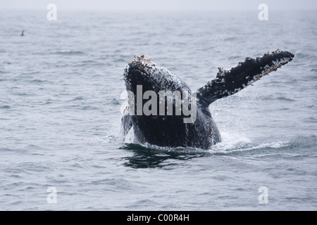 Humpback Whale (Megaptera novaeangliae) sfondamento di vitello. Monterey, California, Oceano Pacifico. Foto Stock