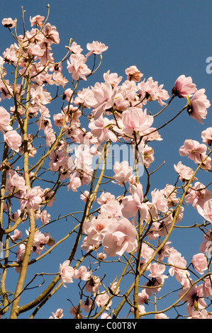 MAGNOLIA X VEITCHII PETER VEITCHII Foto Stock