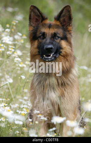 Deutscher Schäferhund Ritratto / Pastore Tedesco Foto Stock