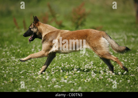 Malinois rennender / running Malinois Foto Stock