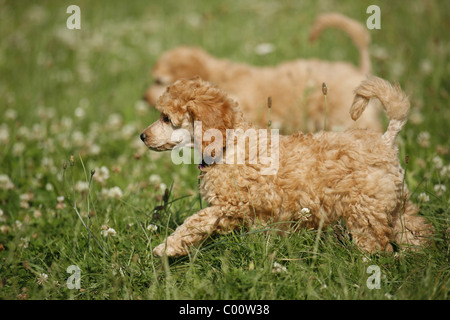 Pudel Welpe / barboncino cucciolo Foto Stock