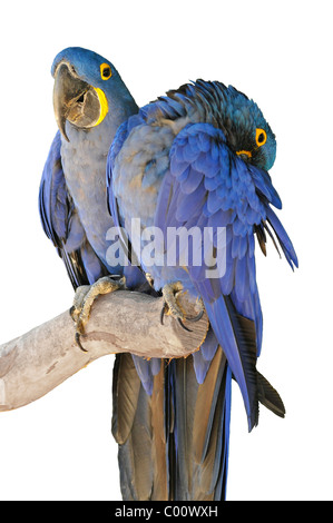 Due Giacinto macaws (Anodorhynchus hyacinthinus) su un pesce persico, isolato su sfondo bianco Foto Stock