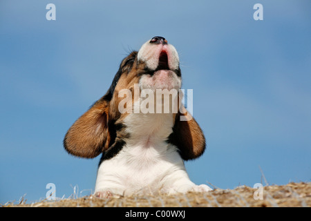 Beagle jaulender Welpe / yowling Beagle cucciolo Foto Stock