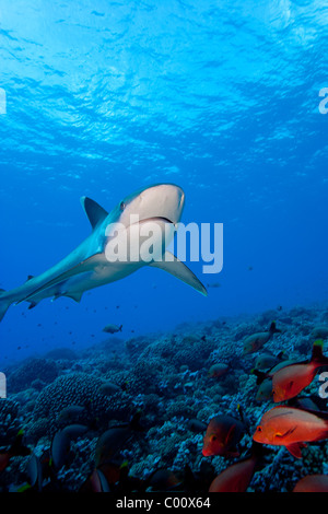 Silvertip shark nuota sopra il reef top Foto Stock