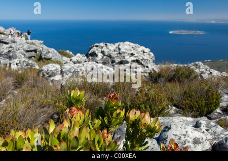 Sud Africa, Città del Capo e di Table Mountain. Vista dalla cima della montagna della tavola. Robben Island in distanza. Foto Stock
