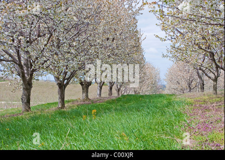 Ciliegi in fiore in primavera vicino a Ludington, nella contea di Mason, Michigan, Stati Uniti. Foto Stock