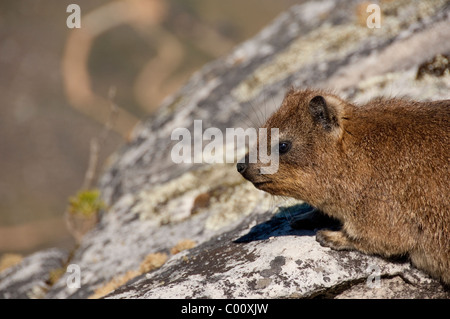 Sud Africa, Città del Capo e di Table Mountain. Rock Hyrax (aka dassie) sulla cima della montagna della tavola. Foto Stock