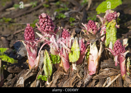 Petasites hybridus Butterbur comune fioritura in primavera Foto Stock