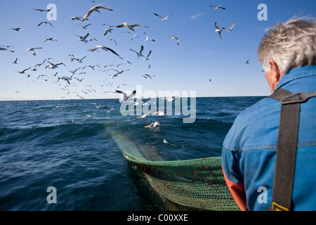 La Pesca Salpamento il sacco della rete da traino gabbiani sorvolano Foto Stock