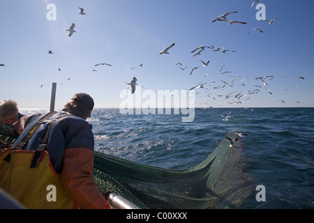 La Pesca Salpamento il sacco della rete da traino gabbiani sorvolano Foto Stock