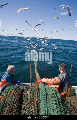 I pescatori alaggio in rete da traino con i gabbiani sorvolano Foto Stock