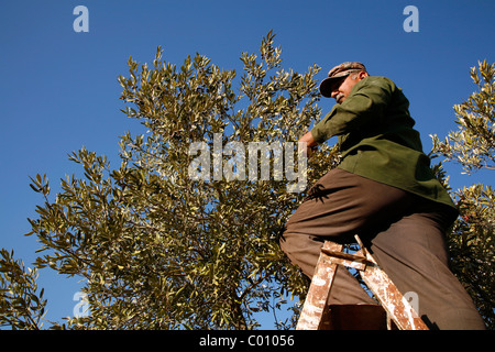 La raccolta delle olive nei pressi di Umm Samir nel nord, Giordania. Foto Stock