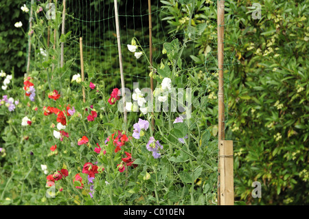 Piselli dolci blumi supportato da canne e nettings. Foto Stock