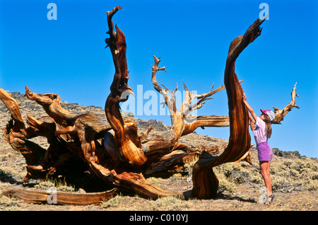Ragazza giovane esplora un antico Bristlecone Pine Tree nelle White Mountains. Foto Stock