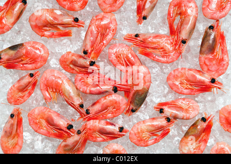 Foto di fresco intero di gamberetti o gamberi su ghiaccio tritato. Foto Stock