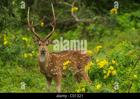 Un maschio di cervo maculato Yala National Park nello Sri Lanka Foto Stock