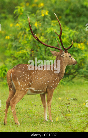 Un maschio di cervo maculato Yala National Park nello Sri Lanka Foto Stock