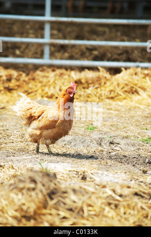 Lone pollo in piedi nel cortile degli agricoltori Foto Stock