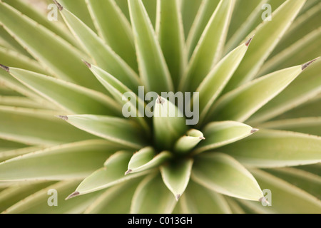 Agave, dal di sopra Foto Stock