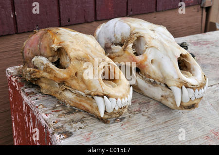 Freschi pelati cranio di un orso polare, Clyde River, Isola Baffin, Nunavut, Canada, Arctic Foto Stock