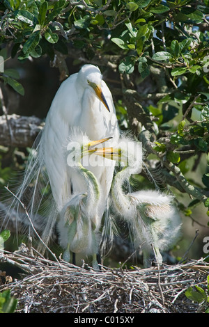 Adulto Airone bianco maggiore sul nido con 2 pulcini in crescita Foto Stock