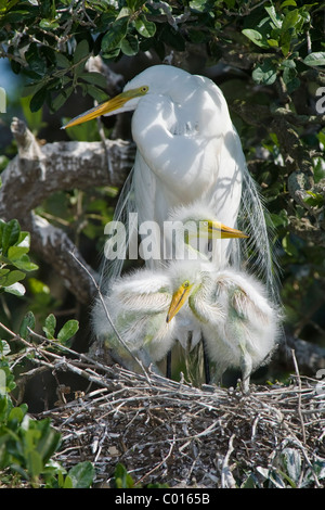 Adulto Airone bianco maggiore sul nido con 2 pulcini in crescita Foto Stock