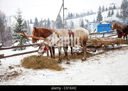 Cavalli e slitte in inverno Foto Stock