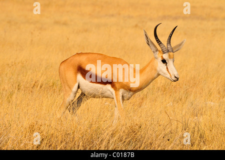 Springbok (Antidorcas marsupialis) nell'erba alta del Kgalagadi Parco transfrontaliero, il Kalahari, Sud Africa e Africa Foto Stock