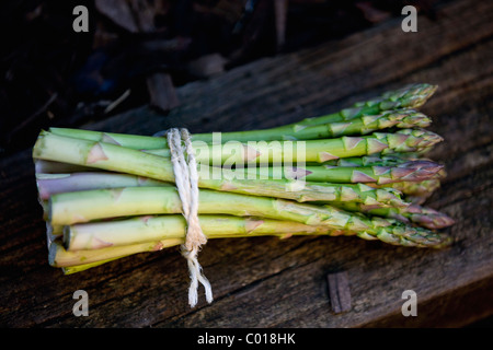 Un mazzetto di asparagi, legati con spago Foto Stock