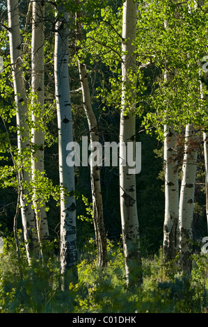 Vacilla Aspen (Populus tremuloides), il Parco Nazionale del Grand Teton, Wyoming USA, America Foto Stock