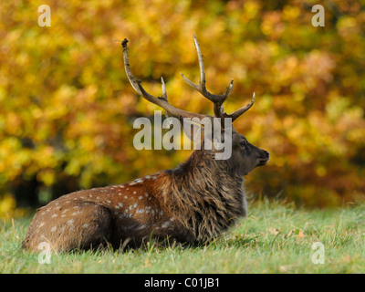Un cervo rosso rilassante contro il fogliame di autunno. Foto Stock