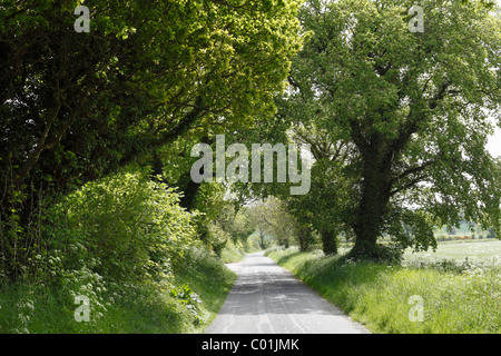 Avenue, Monasterboice, nella contea di Louth, Leinster, Irlanda, Europa Foto Stock