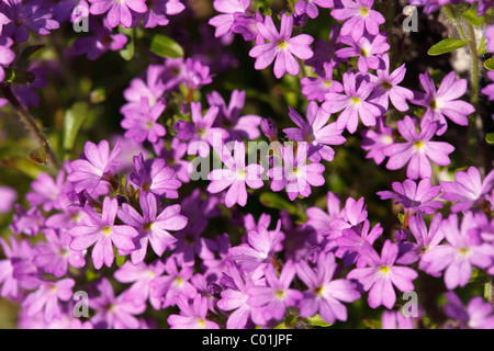 Fairy Foxglove, starflower (Erinus alpinus), Irlanda, Europa Foto Stock