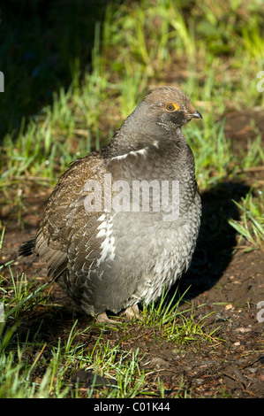 Blue Grouse (Dendragapus obscurus), il Parco Nazionale del Grand Teton, Wyoming USA, America del Nord Foto Stock