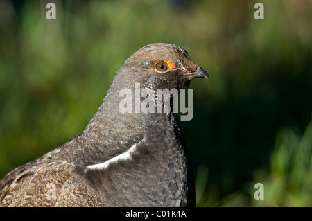 Blue Grouse (Dendragapus obscurus), il Parco Nazionale del Grand Teton, Wyoming USA, America del Nord Foto Stock