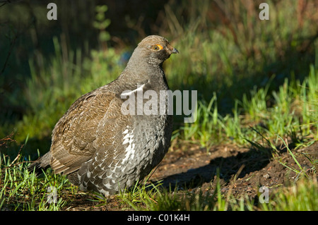 Blue Grouse (Dendragapus obscurus), il Parco Nazionale del Grand Teton, Wyoming USA, America del Nord Foto Stock