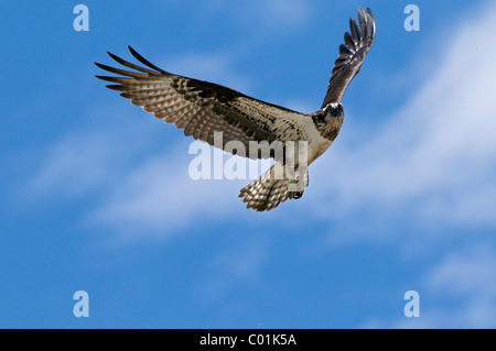 Falco pescatore (Pandion haliaetus), Wyoming USA, America del Nord Foto Stock