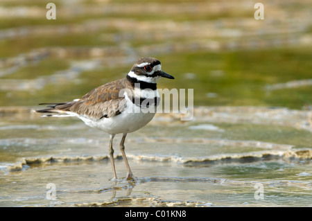 Killdeer (Charadrius vociferus), il Parco Nazionale di Yellowstone, Wyoming USA, America del Nord Foto Stock