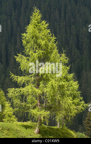 Unione Larice (Larix decidua), Tirolo, Austria, Europa Foto Stock