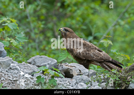 La poiana (Buteo buteo), Tratzberg paesaggio area di conservazione, Tirolo, Austria, Europa Foto Stock