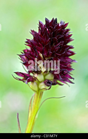 Black Vanilla Orchid (Nigritella nigra), Nauders-Alm pascoli alpini, montagne Karwendel, Tirolo, Austria, Europa Foto Stock