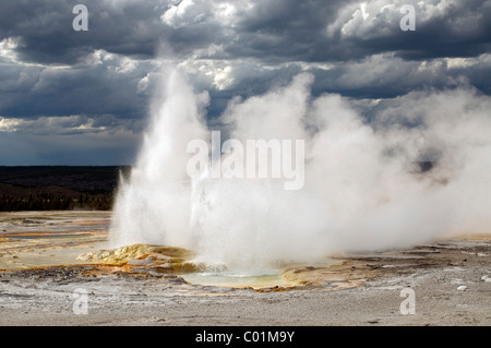 Lo spasmo Geyser, inferiore Geyser Basin, il Parco Nazionale di Yellowstone, Wyoming USA, America del Nord Foto Stock